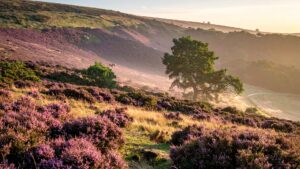 The return of the native promotional image