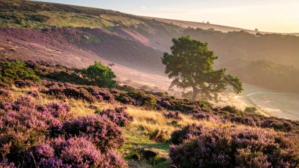 The Return Of The Native — Donation