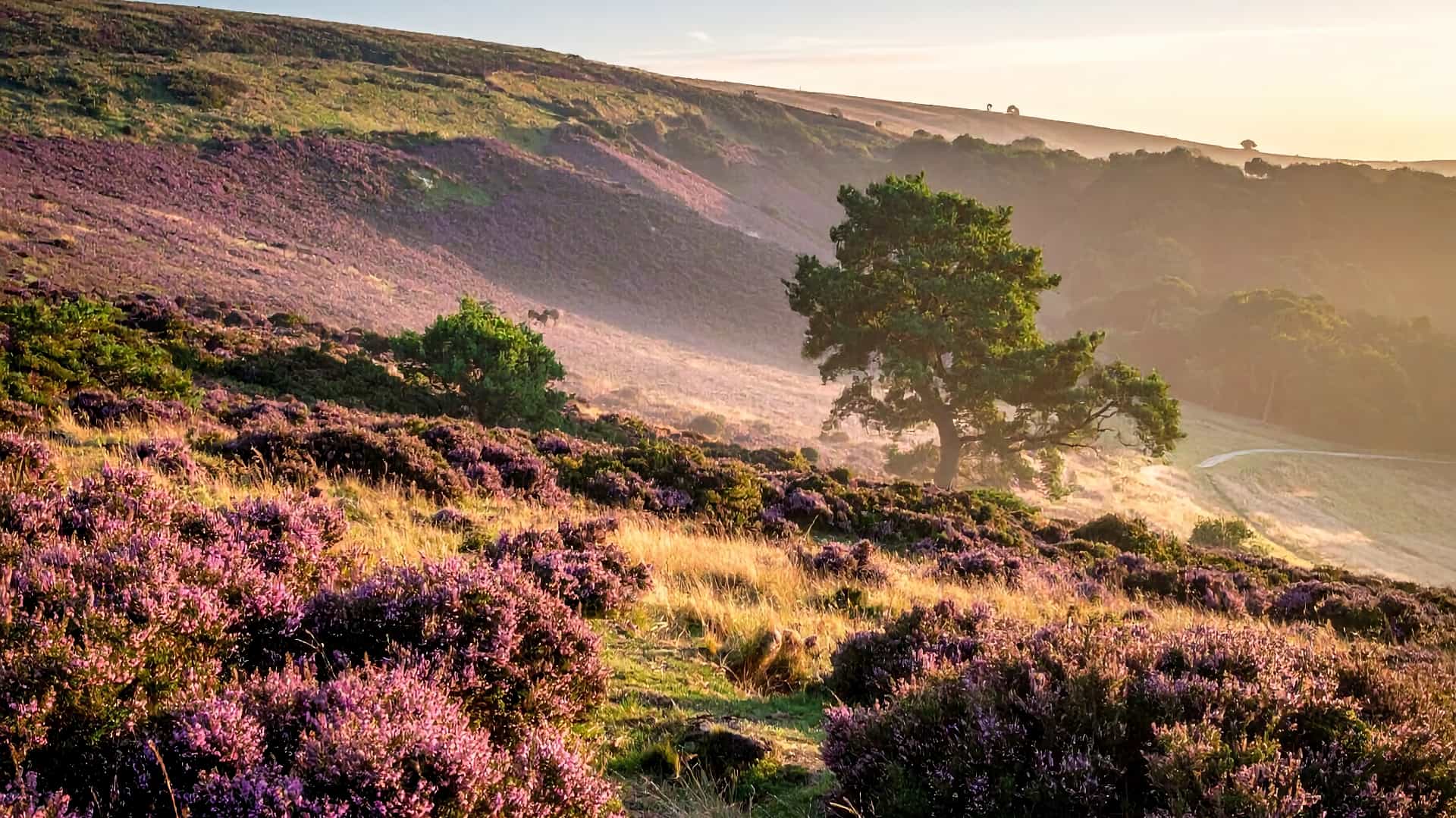 The return of the native promotional image